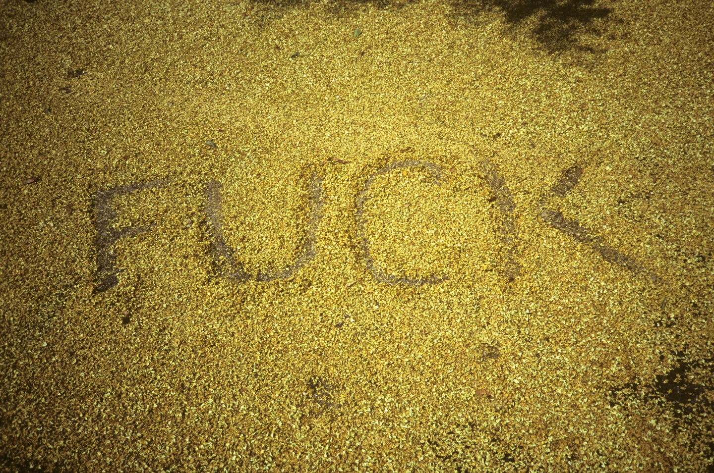2008_fuckflowers.jpg