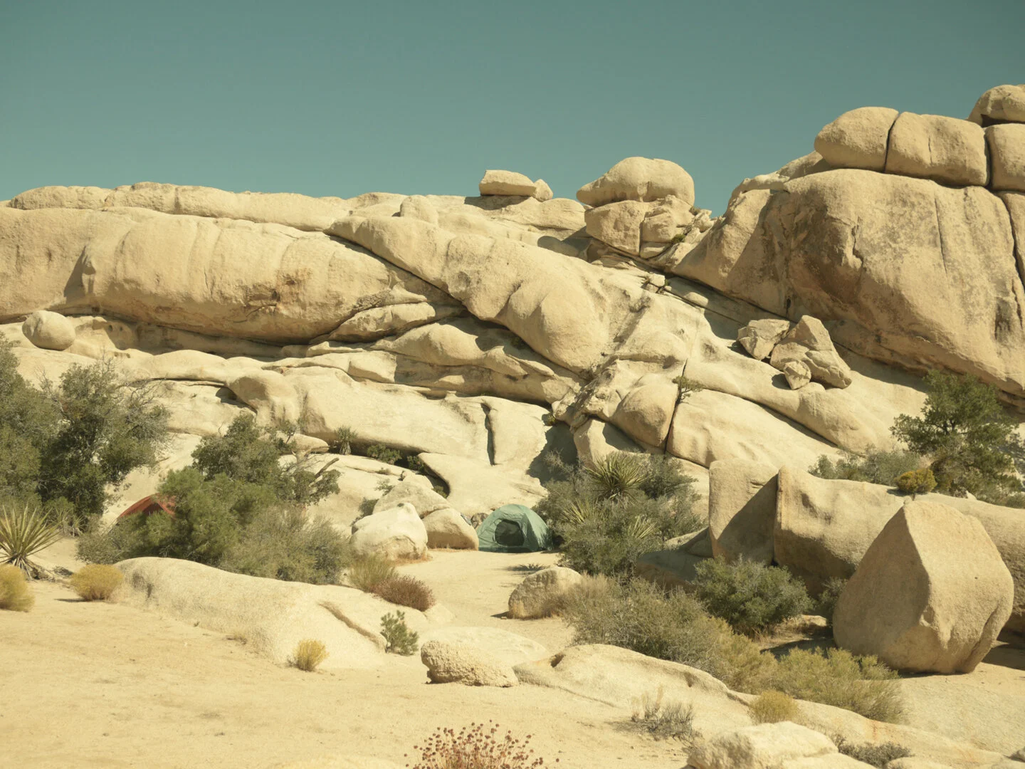 2011_joshuatree2.jpg