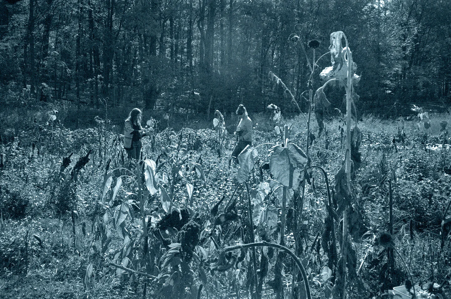 2011_rokebyflowers2.jpg