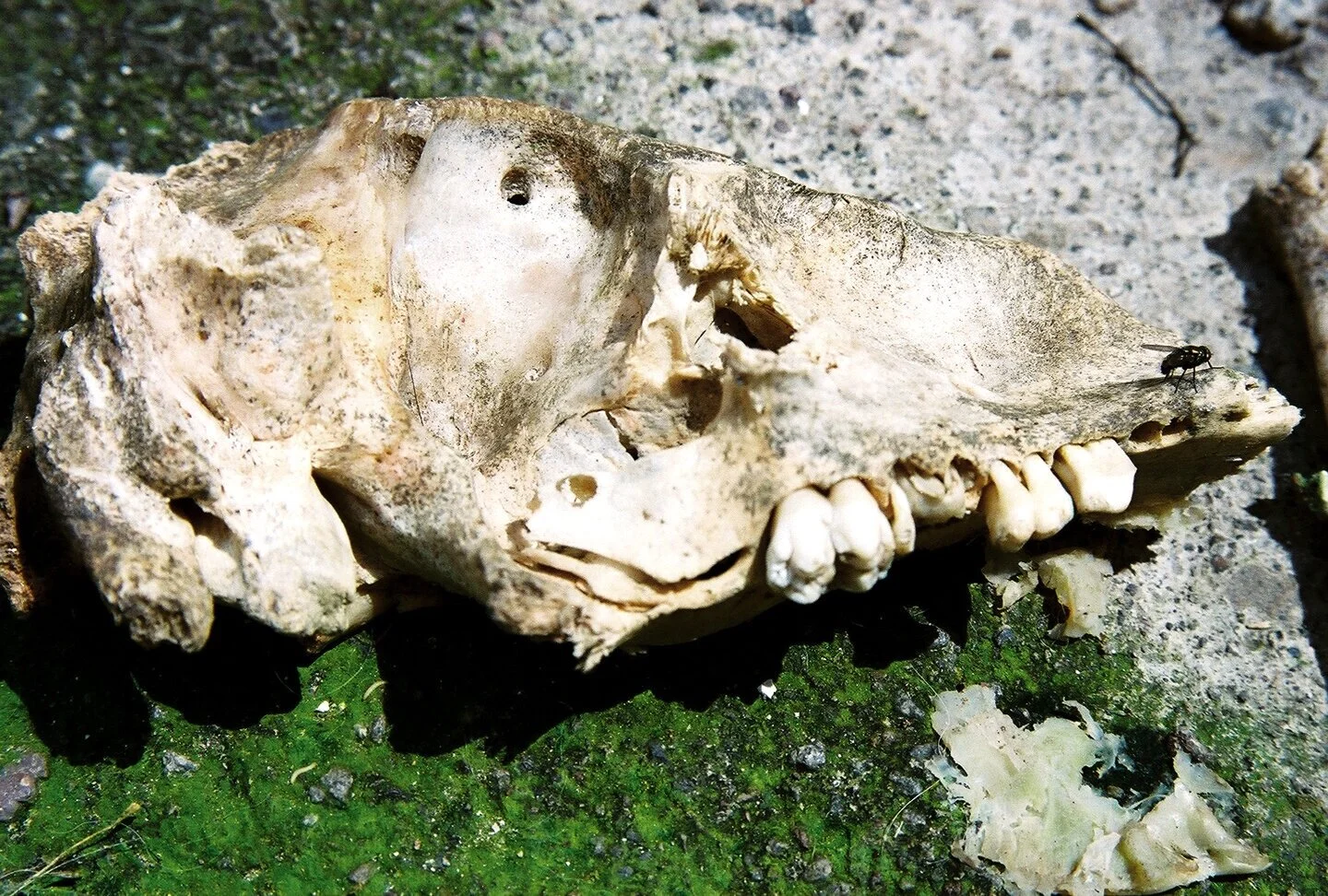 2004_mexico_skull.jpg