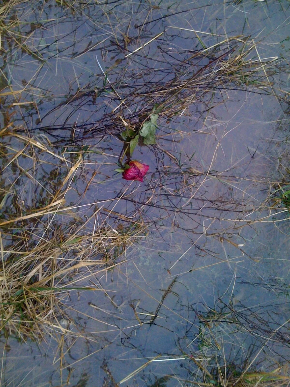 2013_rosepuddle.jpg