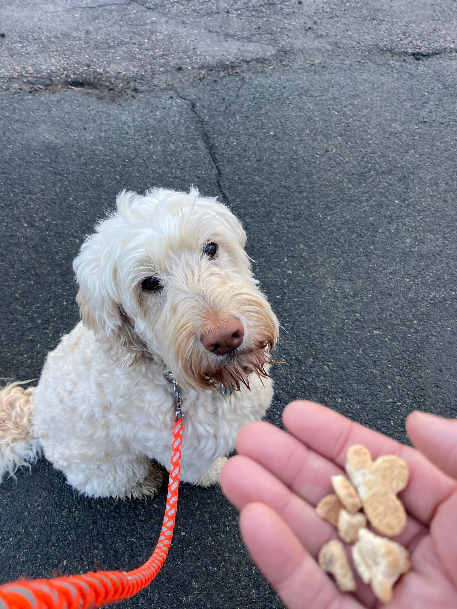 Mini milk bones won’t protect us.