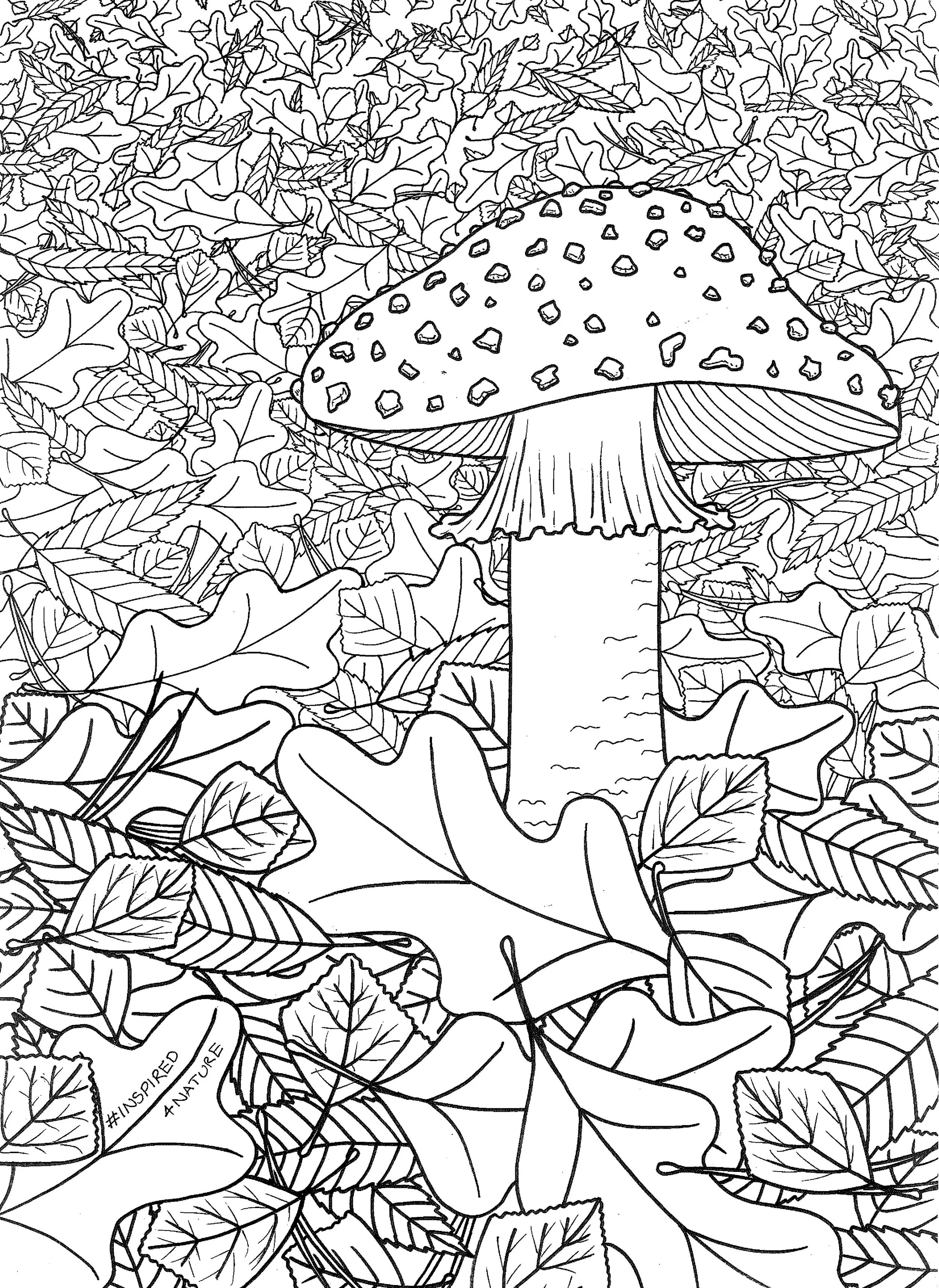 Amanita colouring page.jpg