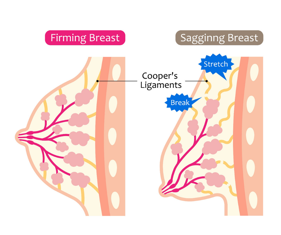Do You Know Your Breast Anatomy? — Genuine Lactation