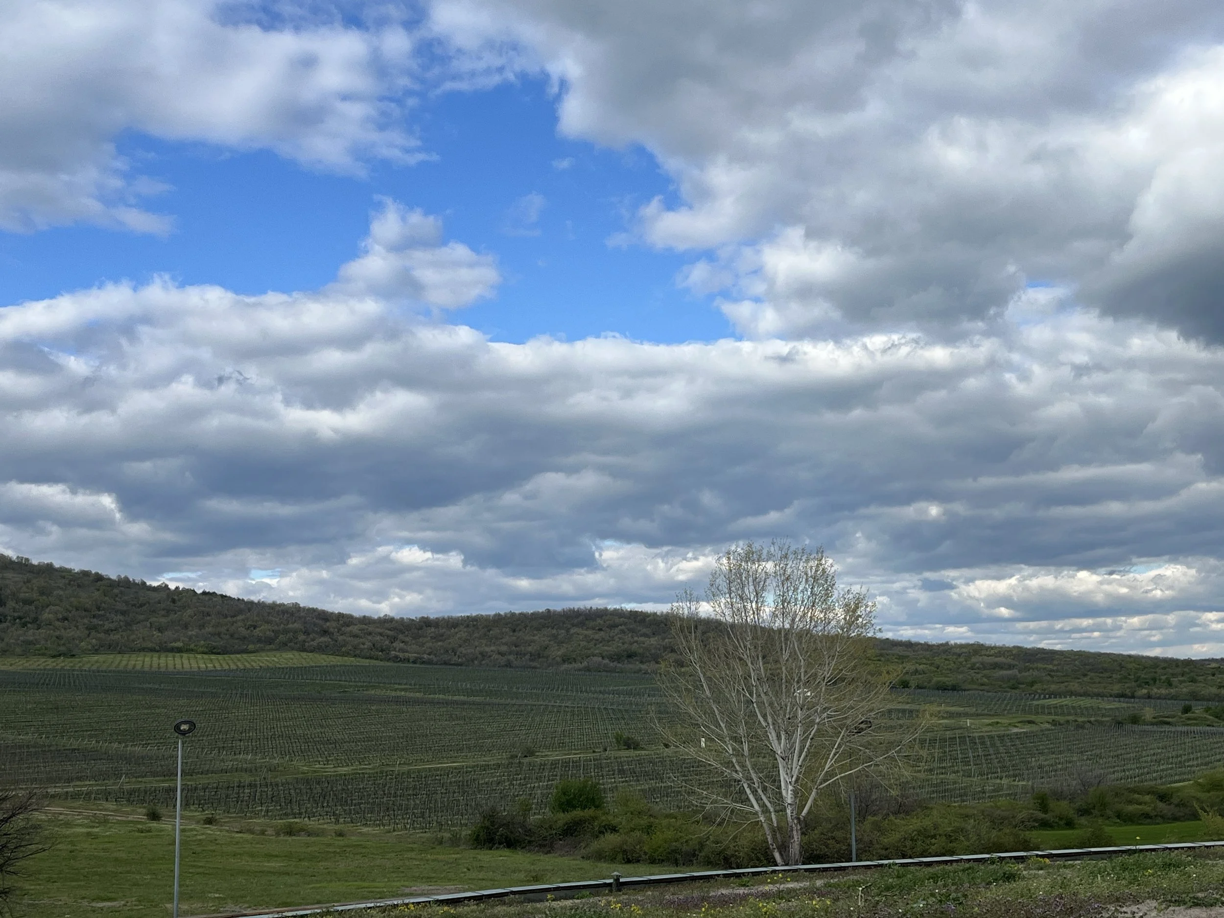 IMG_3139.jpeg