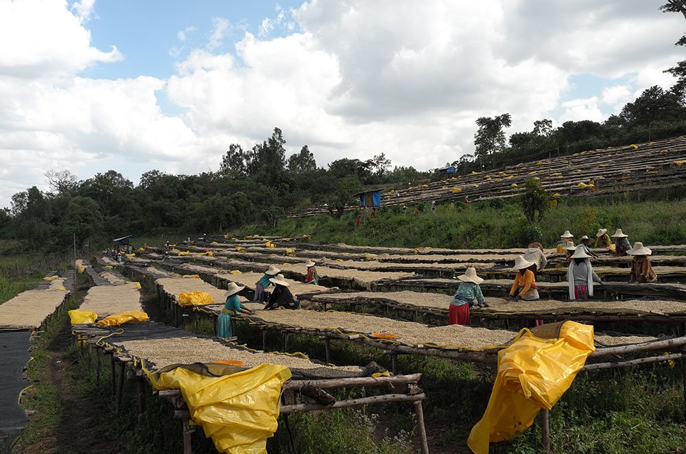Ethiopia Craigs Coffee.jpg