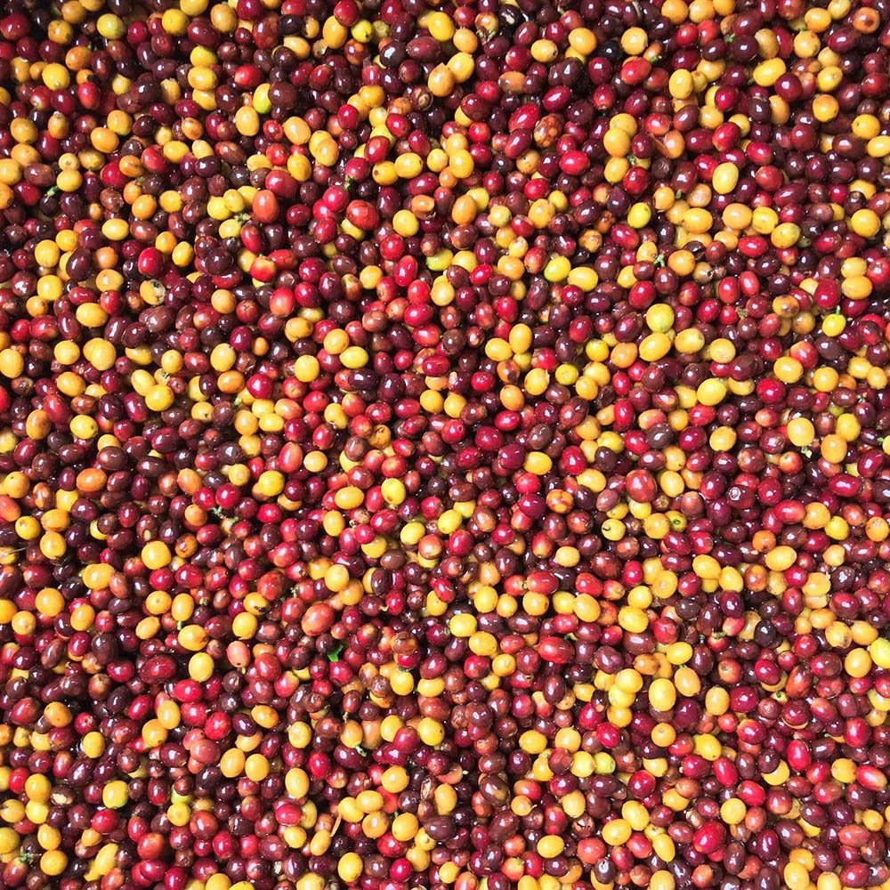 colombia ipa caturra coffee cherries craigs coffee.jpg