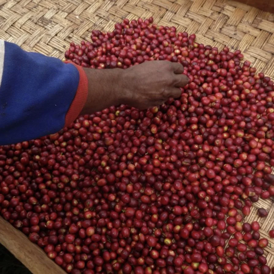 craigs coffee papua new guinea beans.jpg