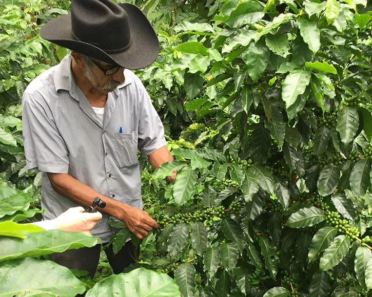 Salvador Esteban checking his coffee - Mexico Daily News.jpg