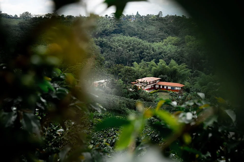 Inside Sebastián Ramírez’s IPA Caturra: A Colombian Coffee Fermented with Hops