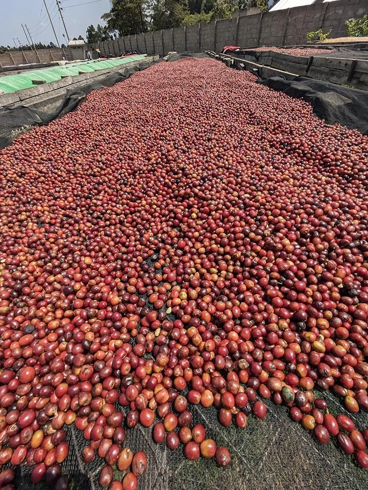 Uganda Coffee Cherries Craigs Coffee.jpg