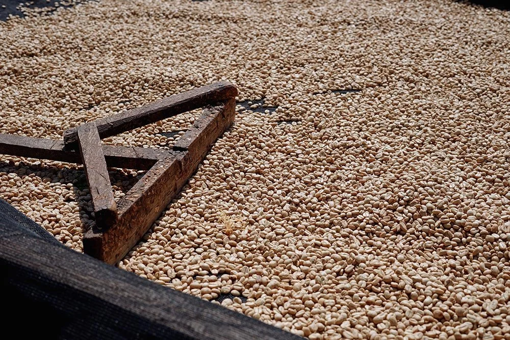 Uganda Mt Elgon Anaerobic Natural Craigs Coffee.jpg