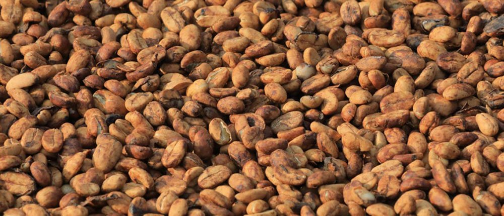 Craigs Coffee Java Anaerobic Honey.jpg