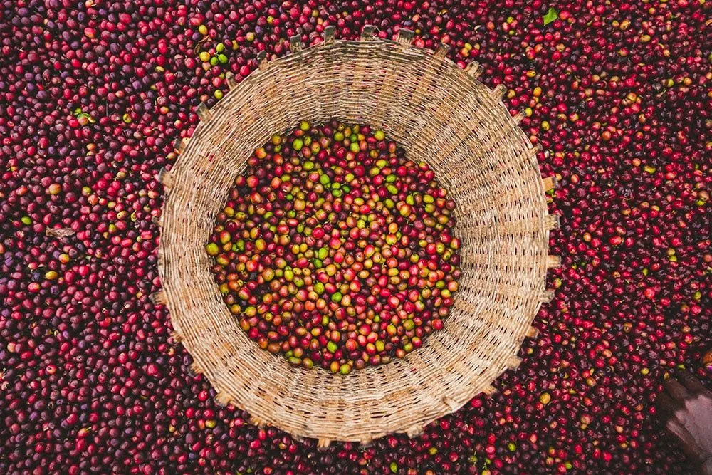 ethiopia aricha coffee cherries.jpg