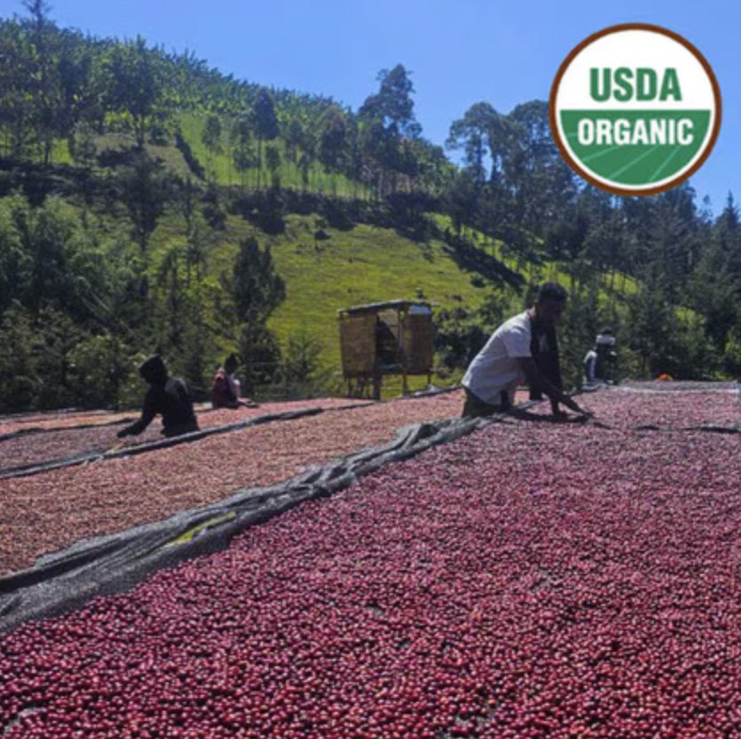 ethiopia sidama natural craigs coffee.jpg