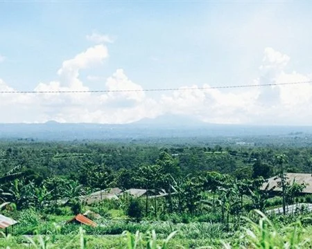 bali kintamani craigs coffee.jpg