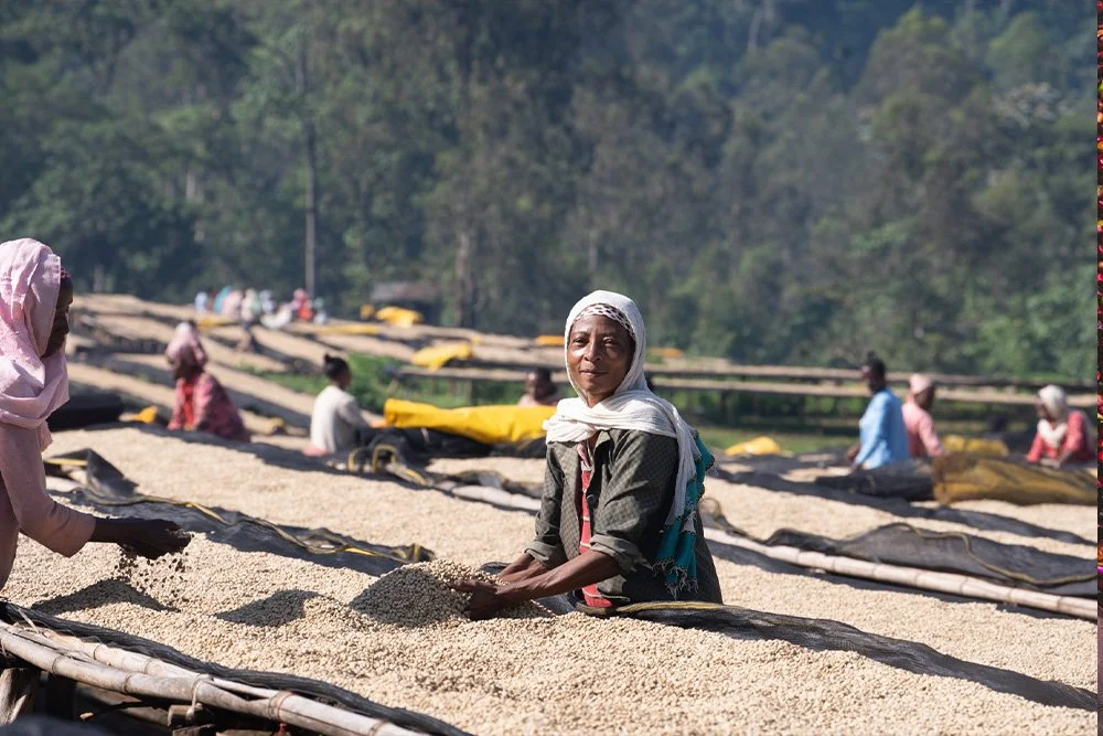 Ethiopia Aricha Craigs Coffee collab.jpg