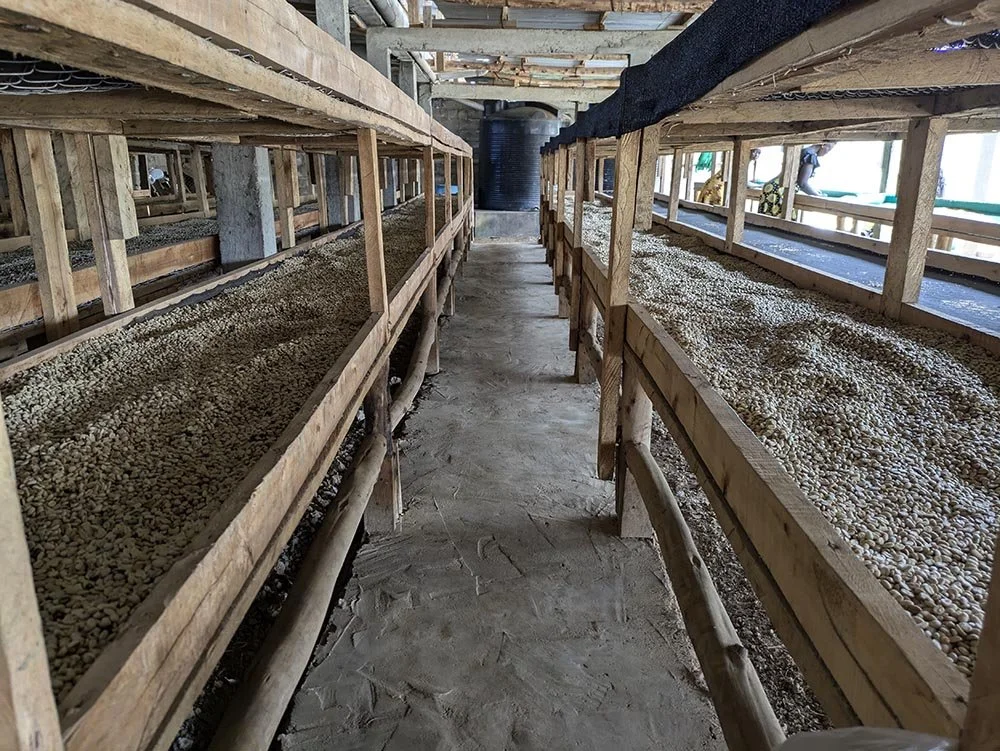 depulped cherries drying Uganda Craigs Coffee.jpg