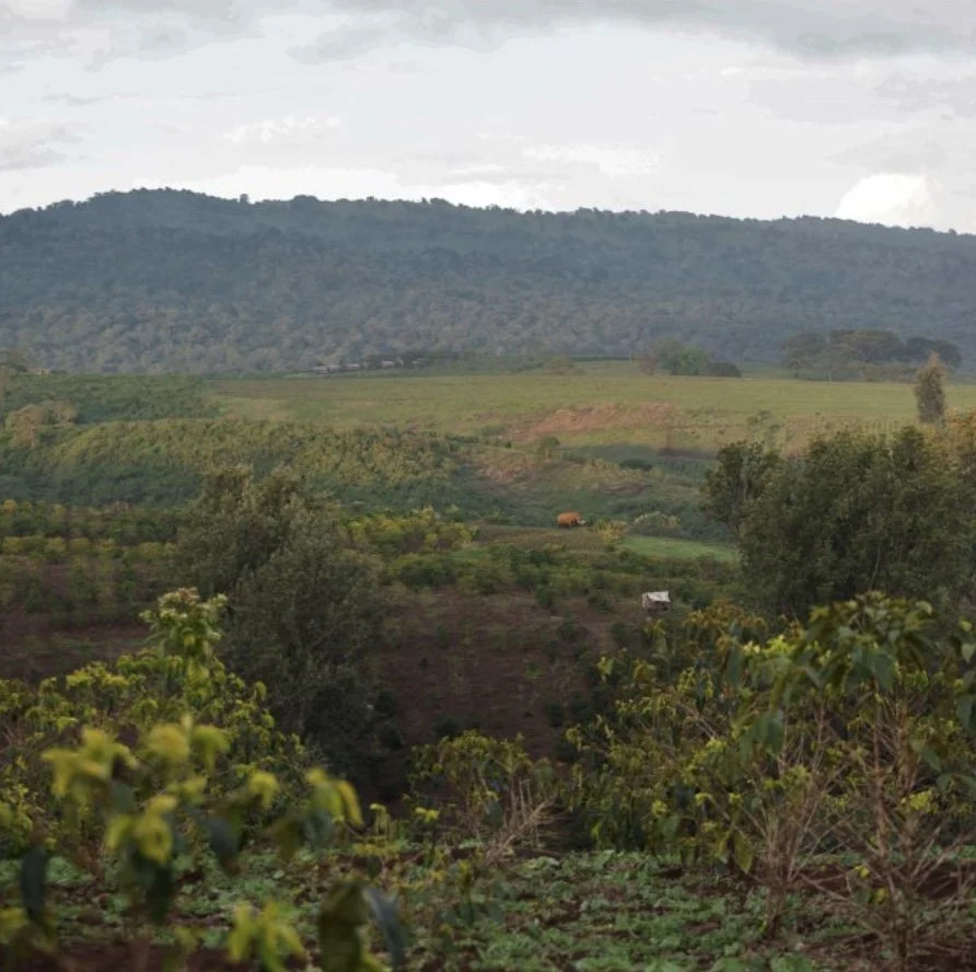 Tanzania Ngorongoro Anaerobic Natural .jpg