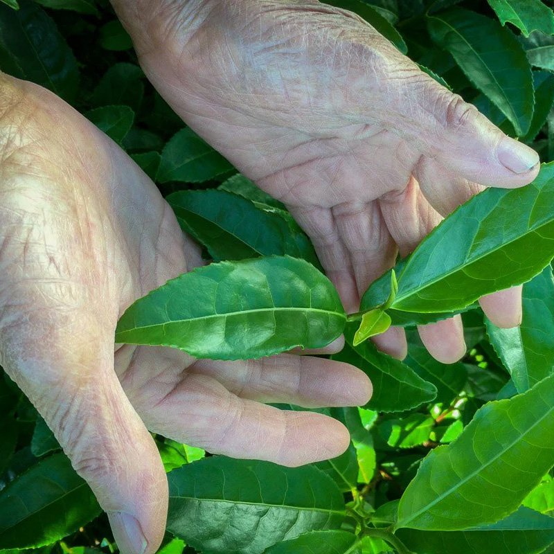 matcha leaves craigs coffee.jpg