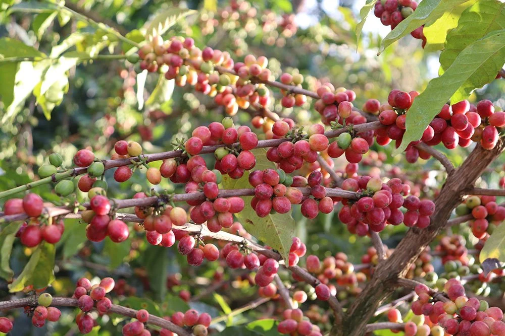 craigs coffee kenya kayu cherries.jpg