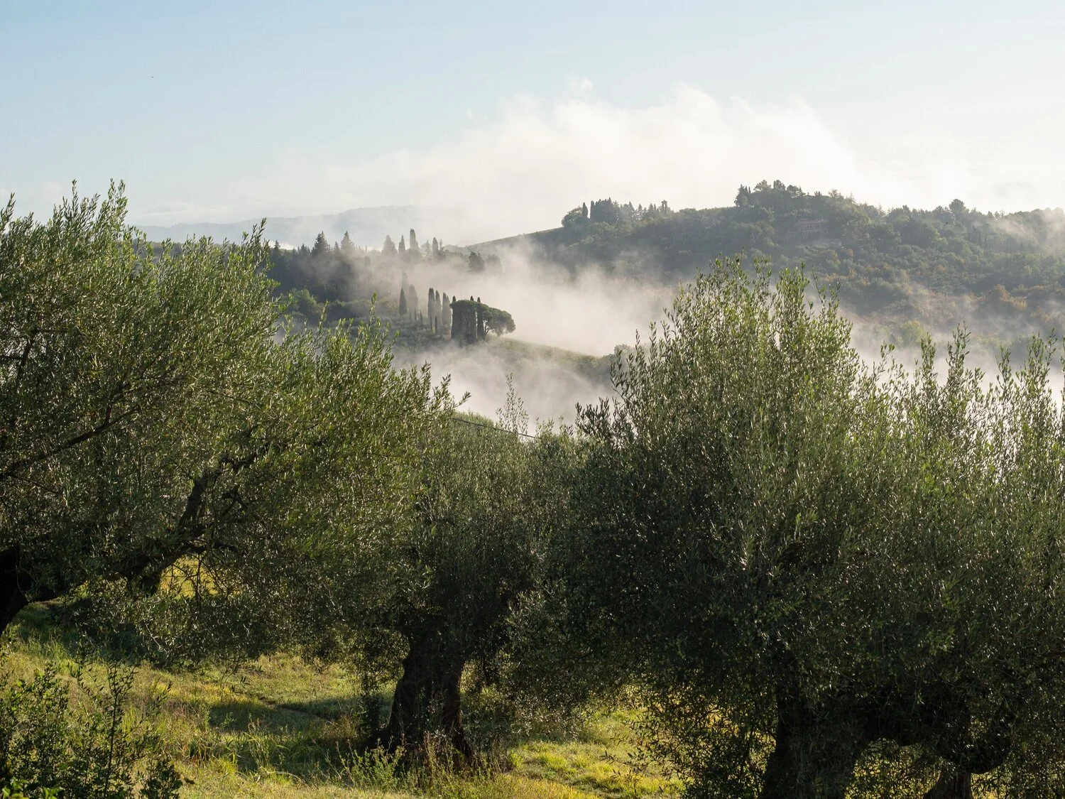 Italian Olive Oil Terroirs