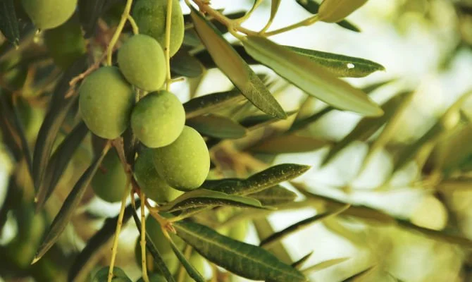 Nocellara del Belice: The Generosity of Sicily