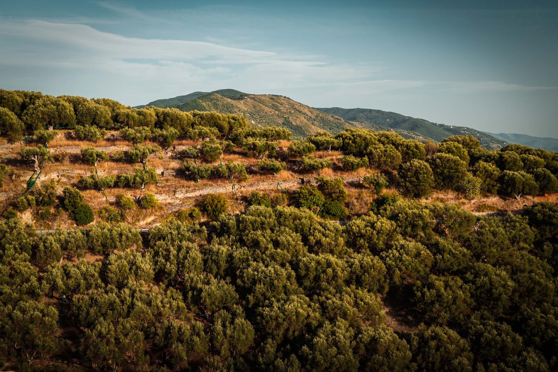 FattoriaAmbrosio-06856-LR.jpg (Copy)