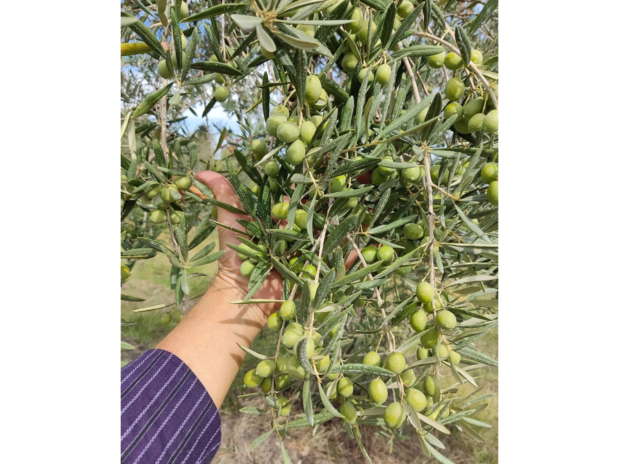 tamaroolives43.jpeg.jpg