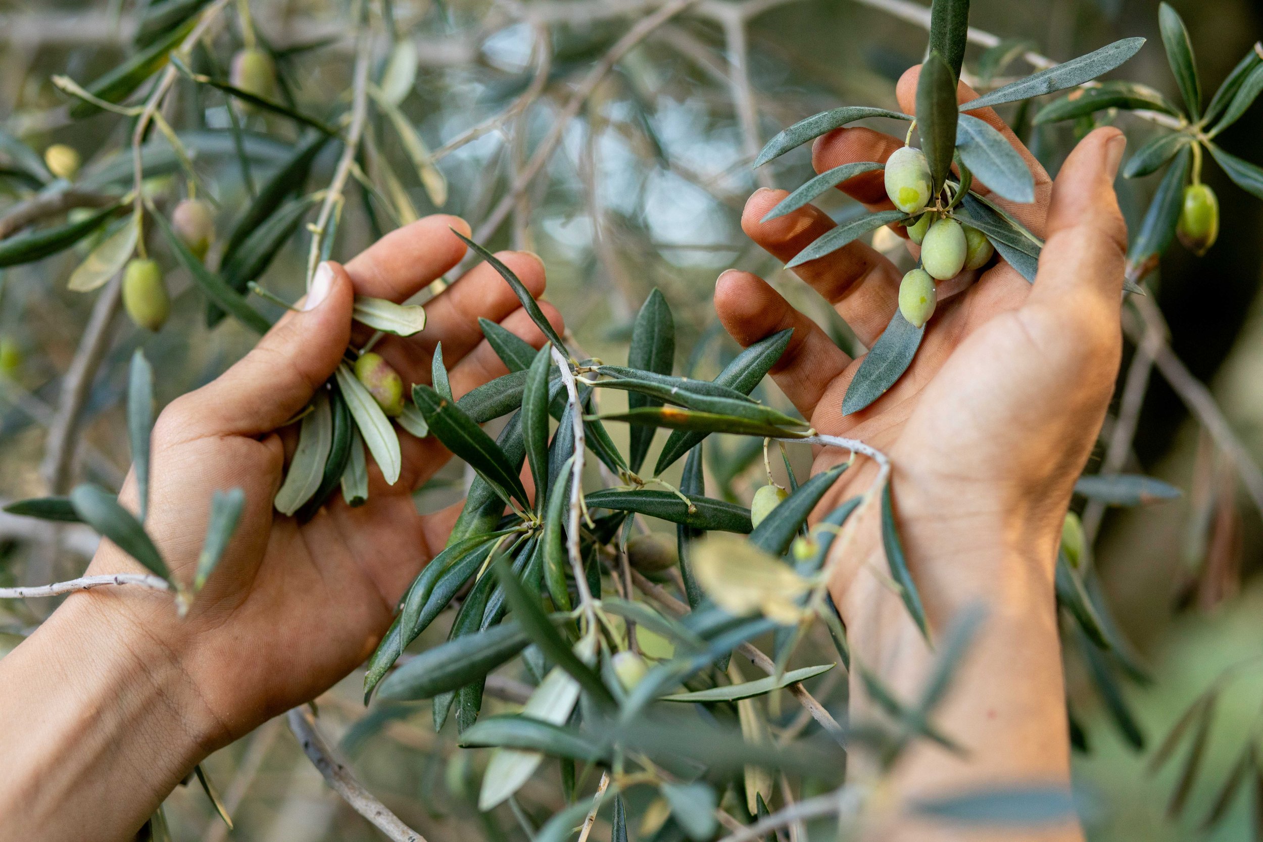 Athinoelia olive variety