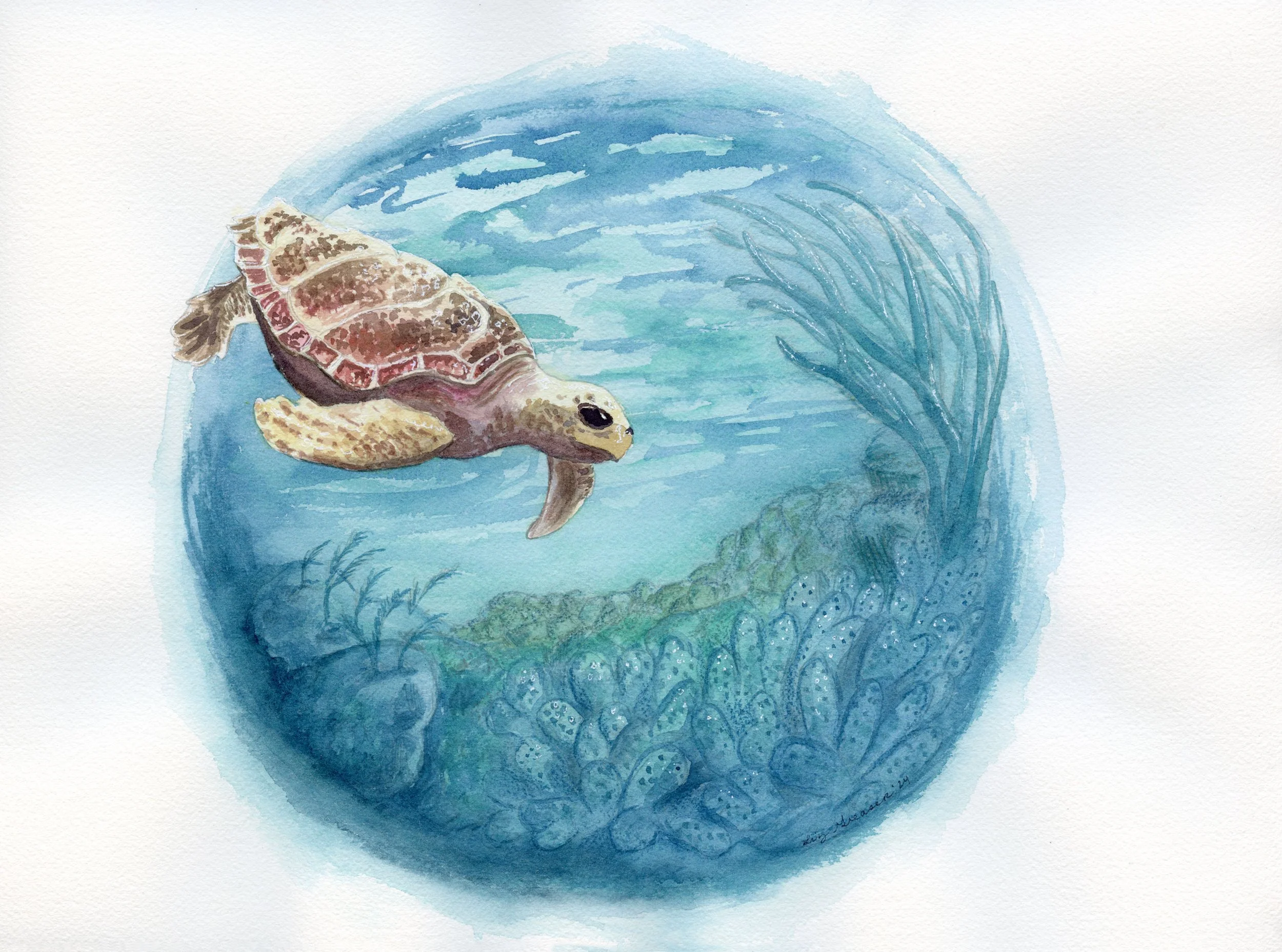 2024-sea-turtle-coral-circle.jpg