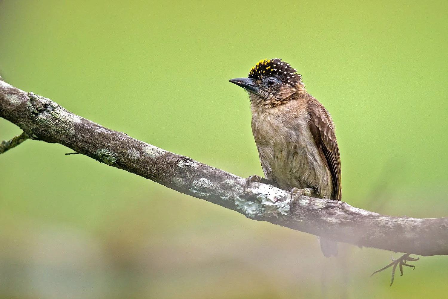 A Grayish Piculet perched on a lichen-covered branch against a soft green background.