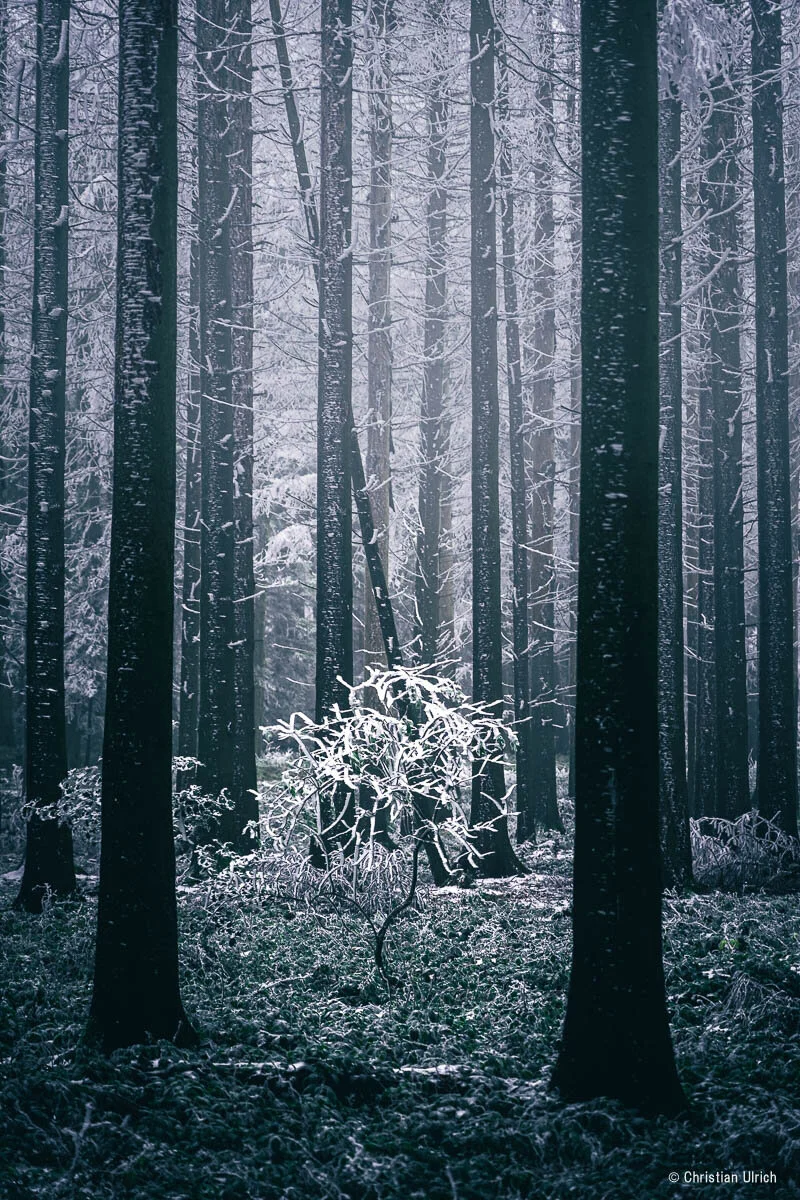 A7C01613.jpg