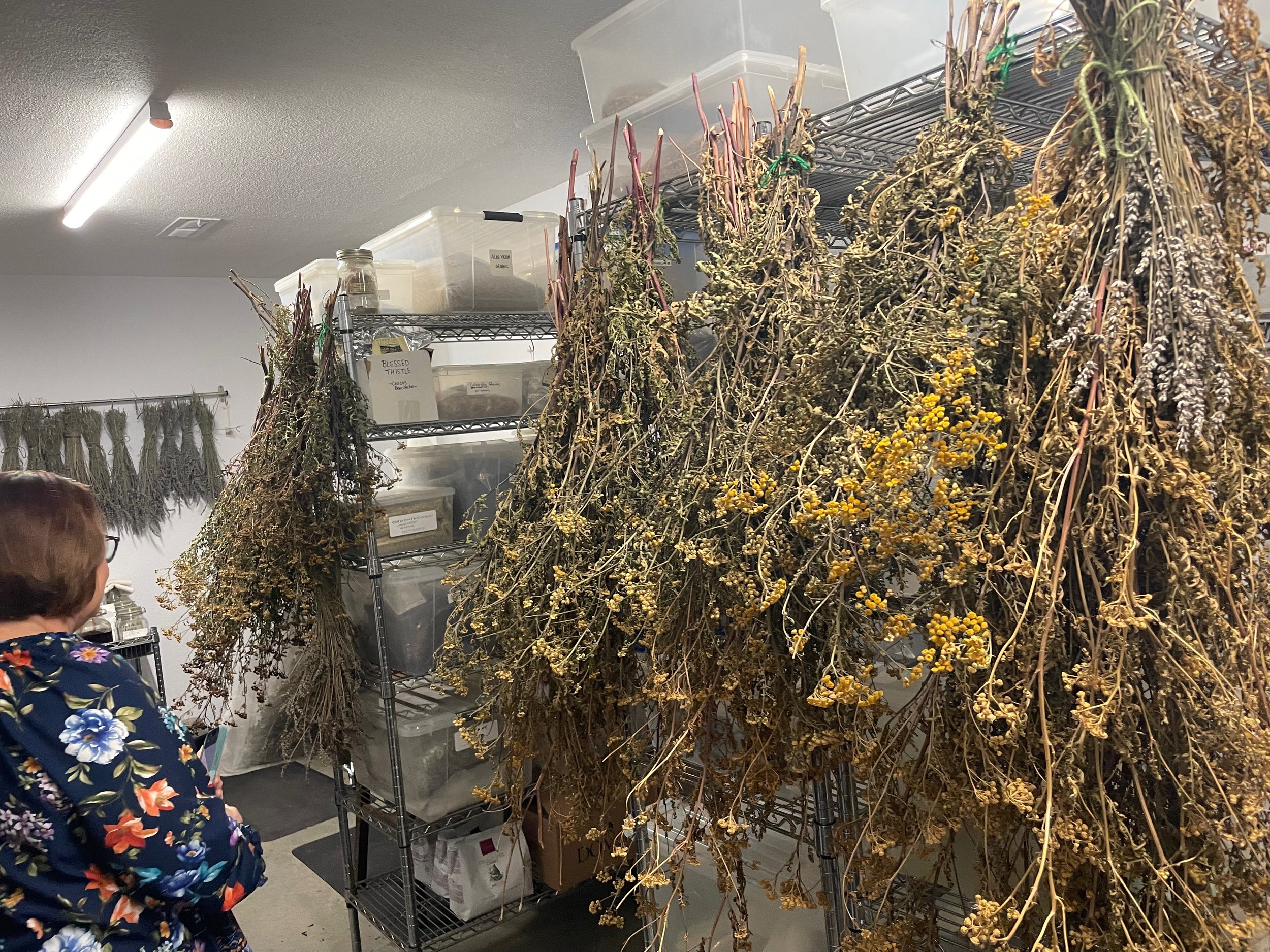 Herbs drying - I will not show my ignorance by trying to name herbs that do not have a label