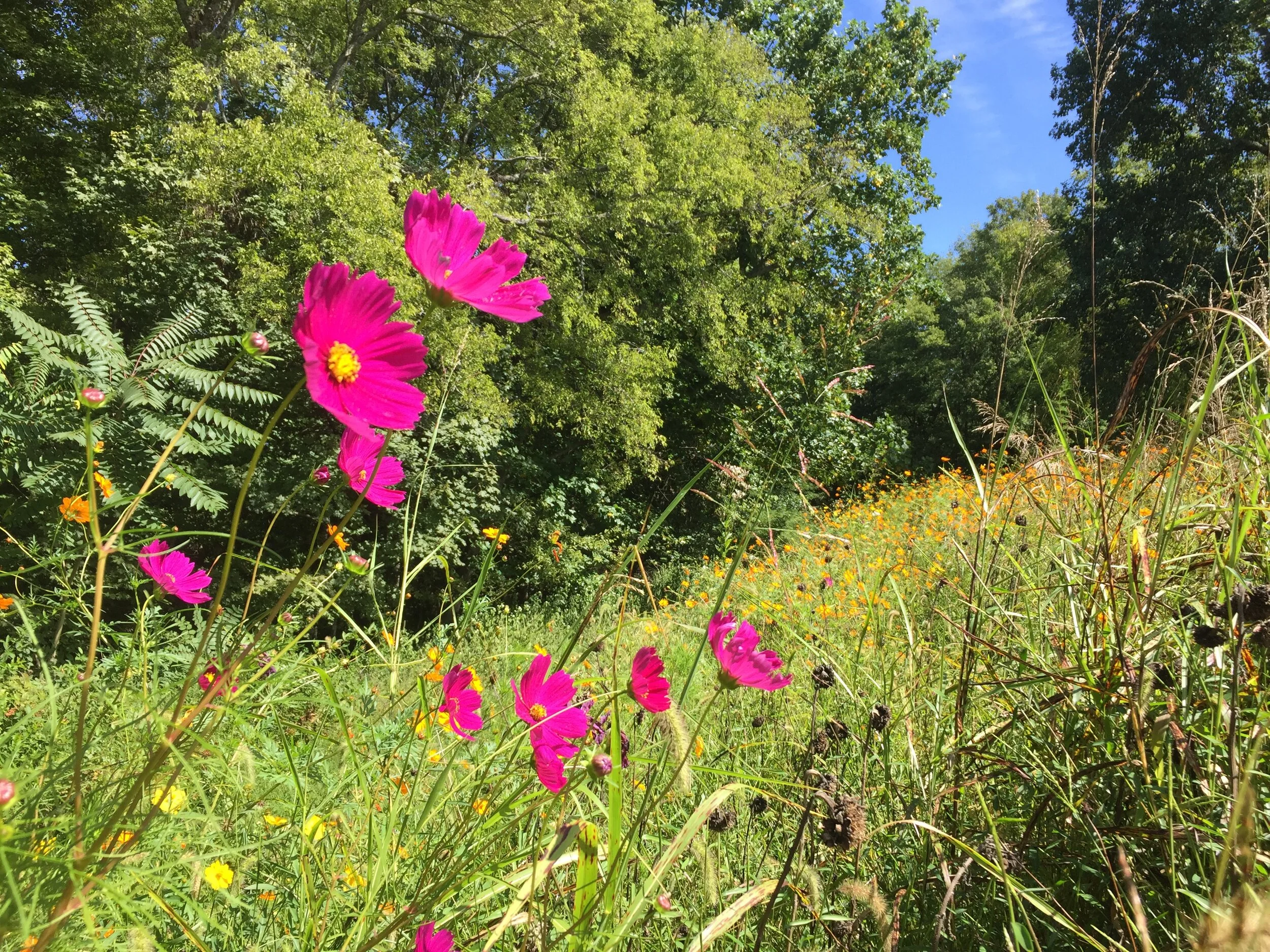 5 Reasons to Grow Cosmos