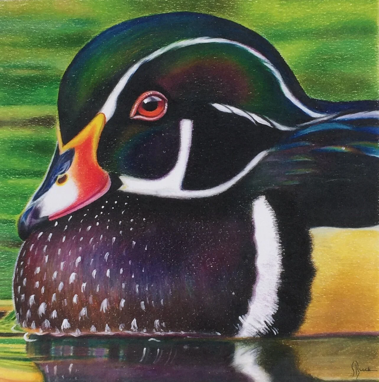 Wood Duck in Colored Pencil