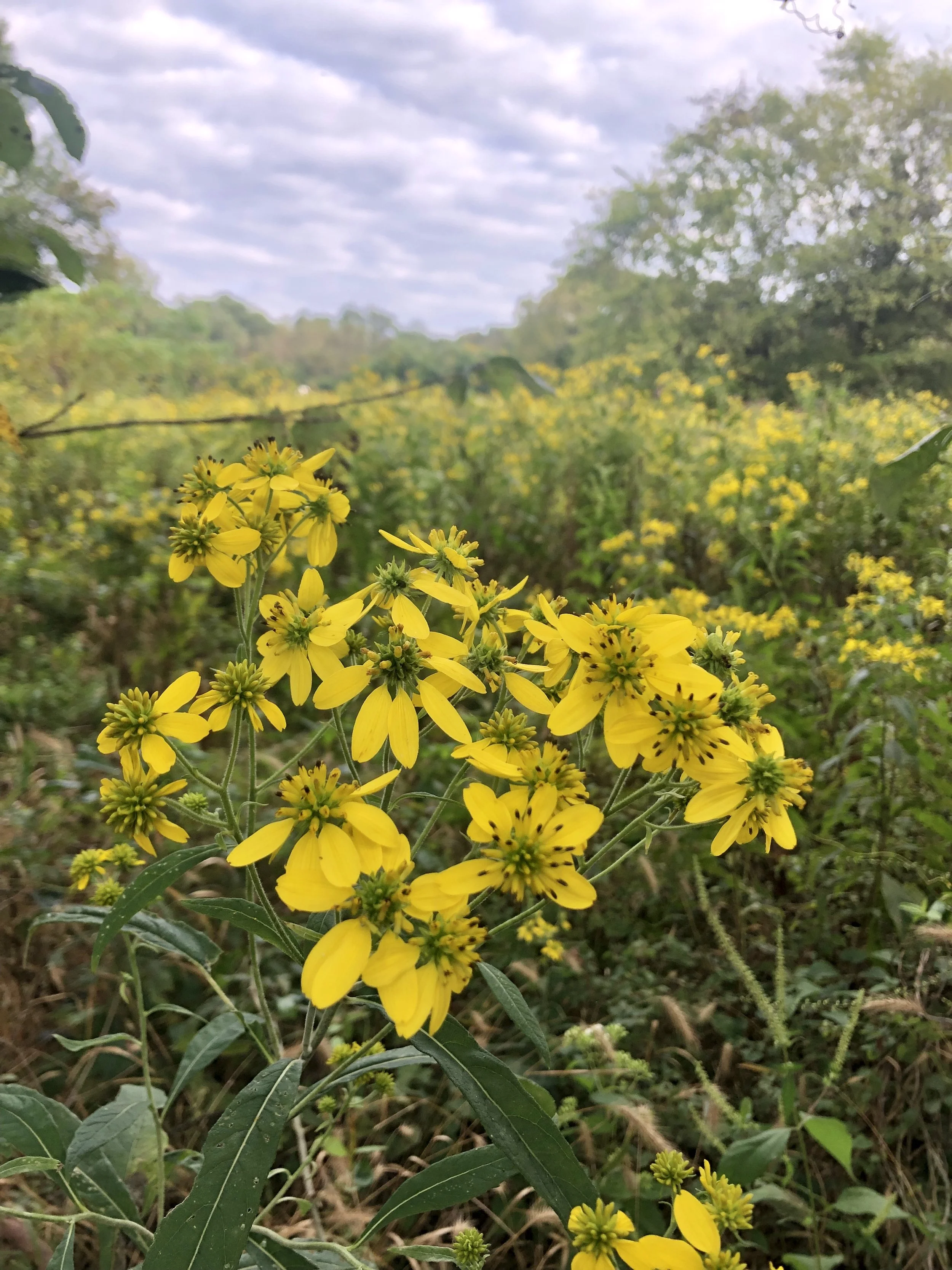 Birding at Cedars of Lebanon State Park