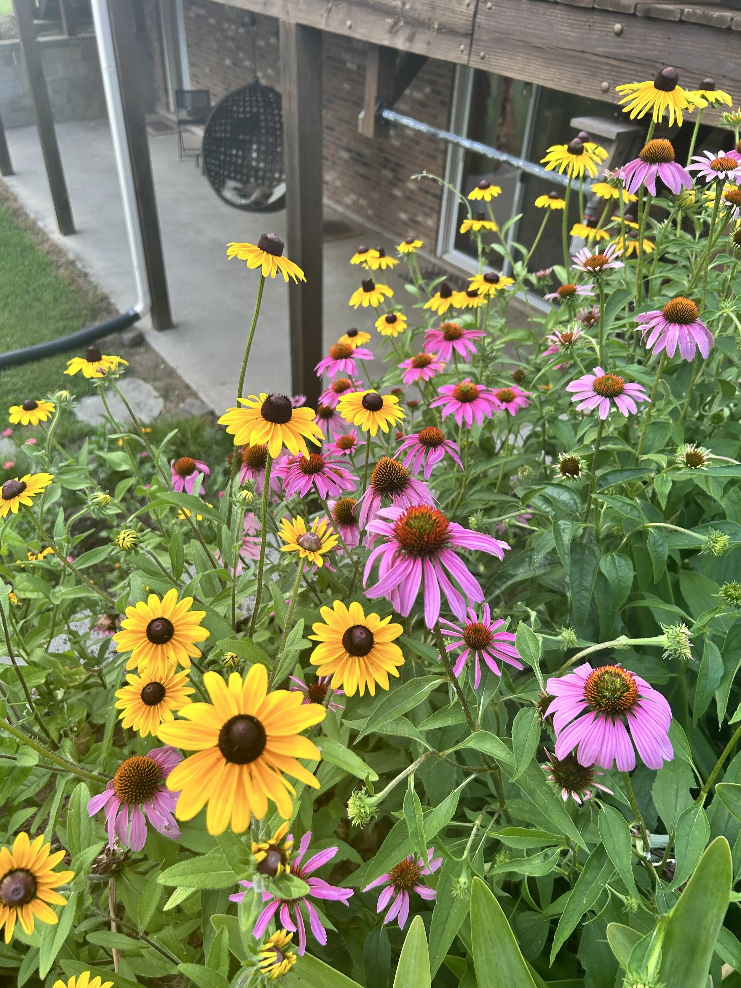 June 2024 Butterfly Garden Tour