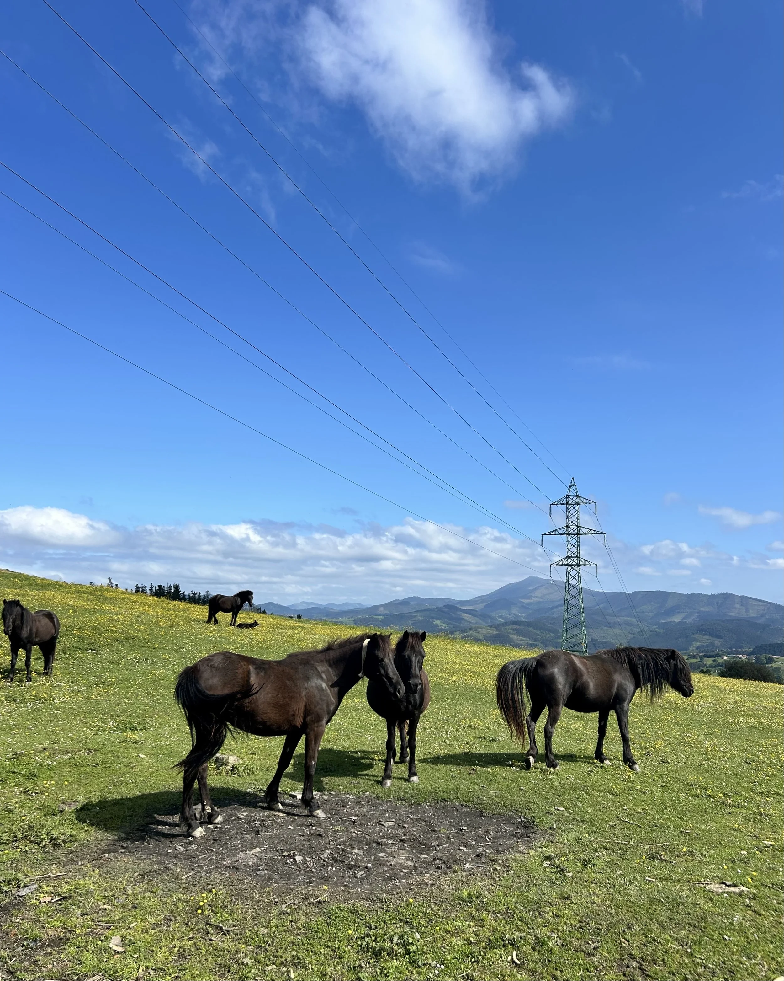 Camino del Norte Day 5: Ziortza to Gernika-Lumo