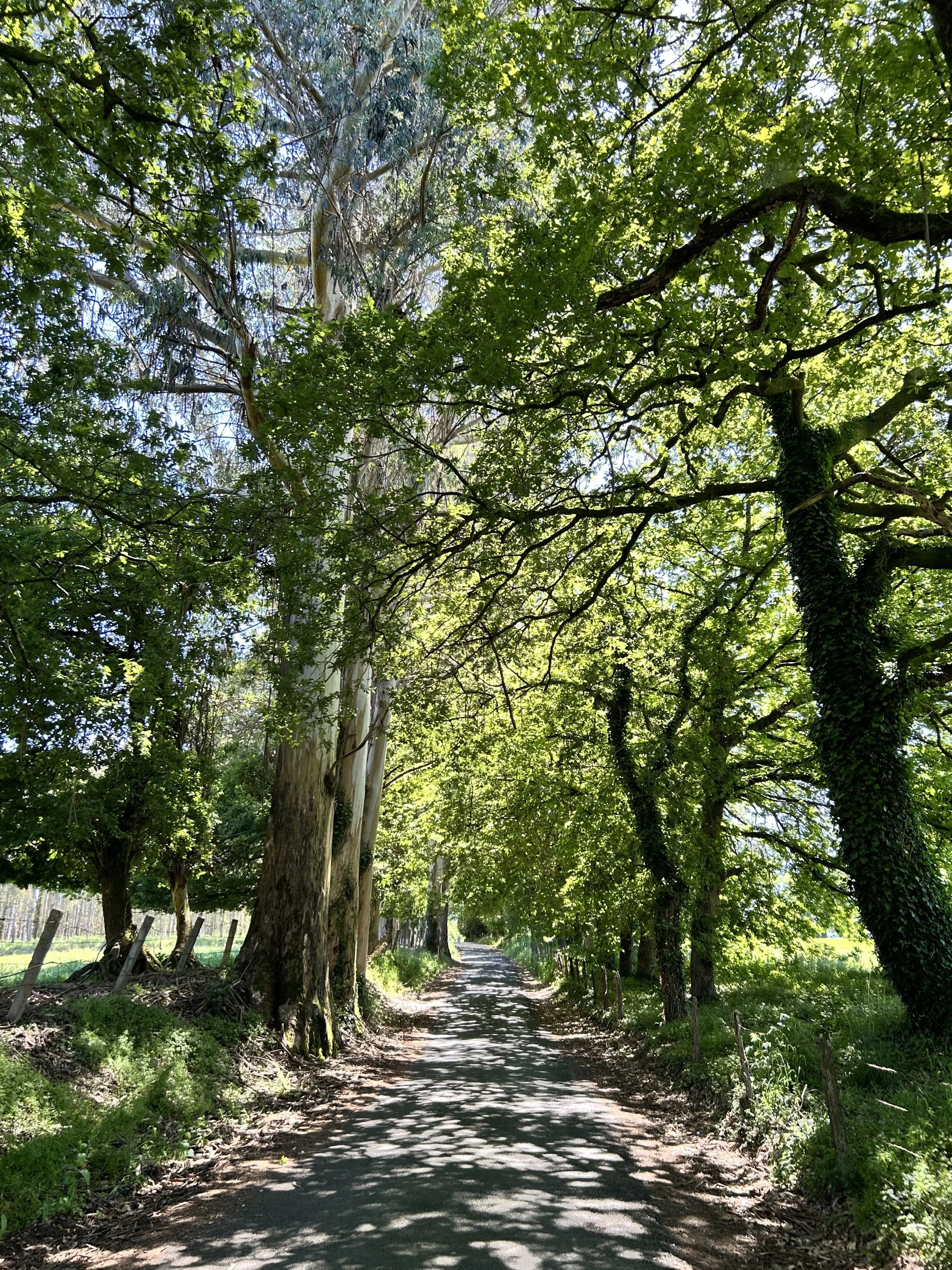 Camino del Norte Day 39: Sobrado dos Monxes to Arzúa