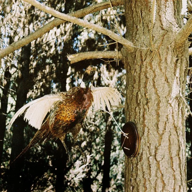 Willy Delphia - Birdsong &nbsp;