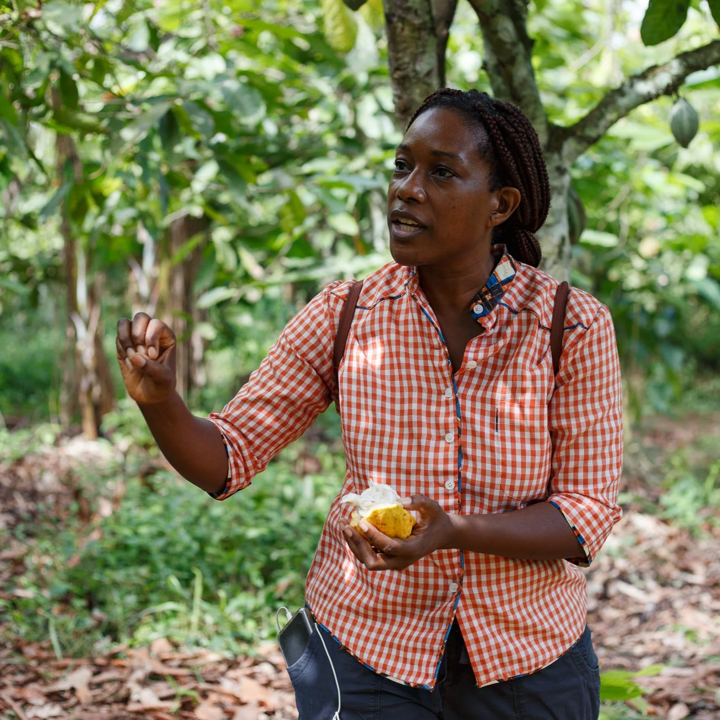 Selassie Atadika at cocoa farm.png