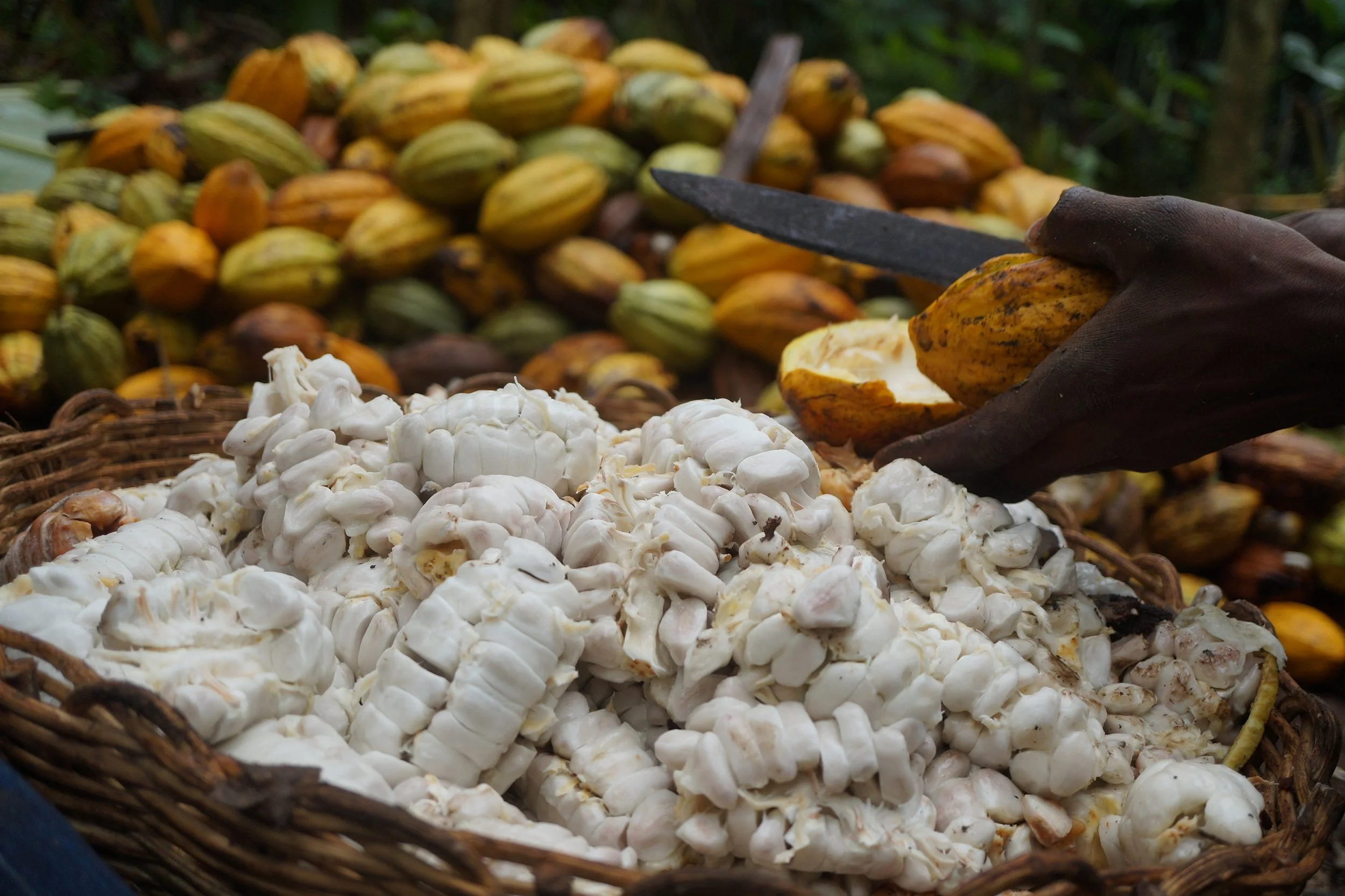 Processing of cocoa pods