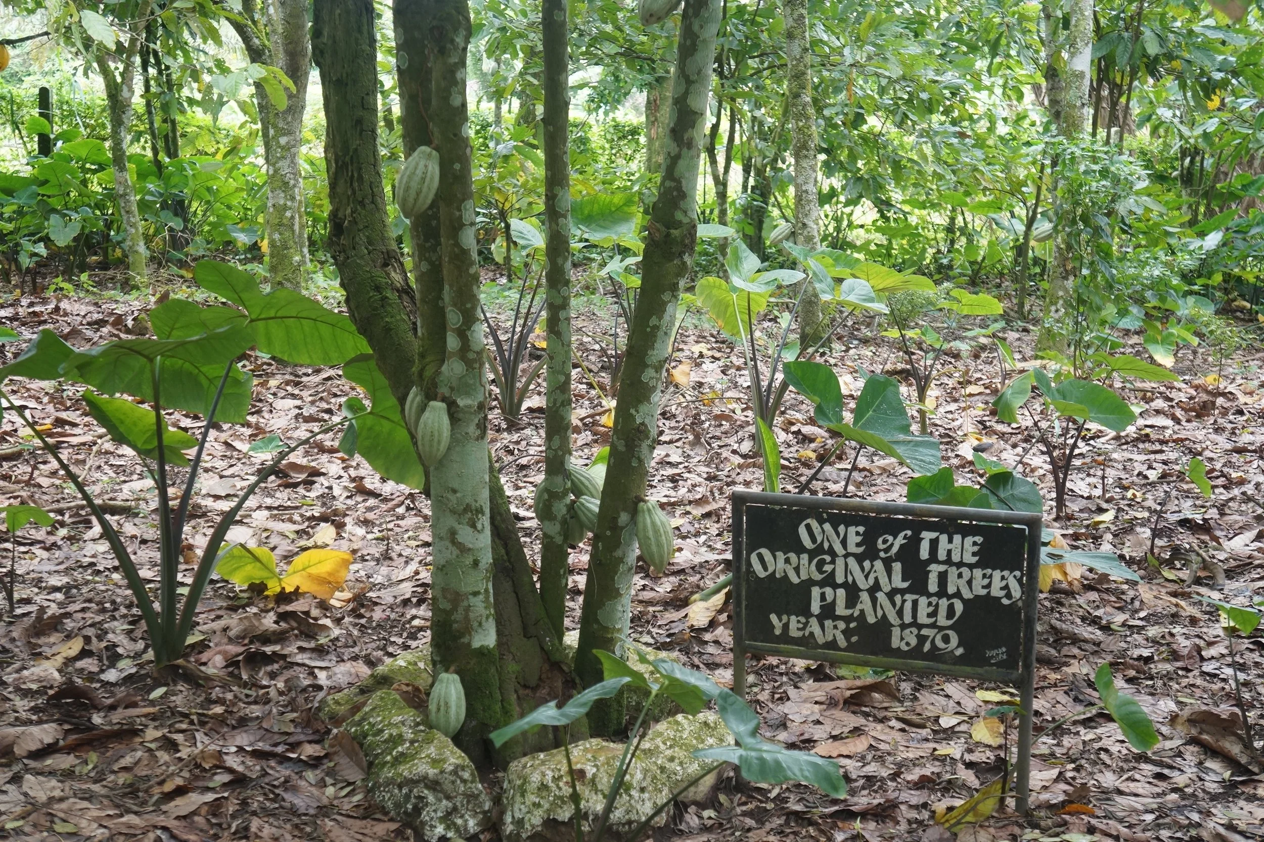 A cocoa tree with green pods, a hand-painted sign at its base reading "one of the original trees planted year 1879," cocoyam growing through the leaf litter.