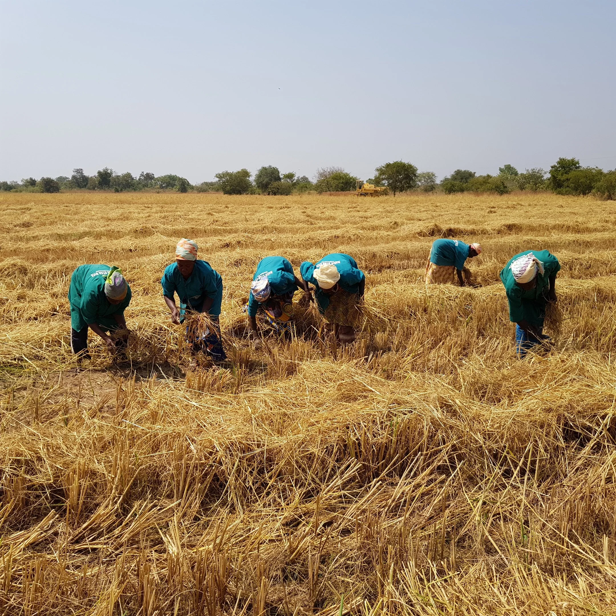 Female rice farmers in Ghana