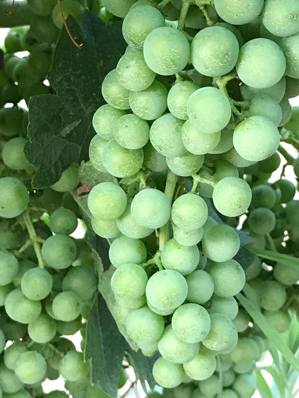 grapes.jpg