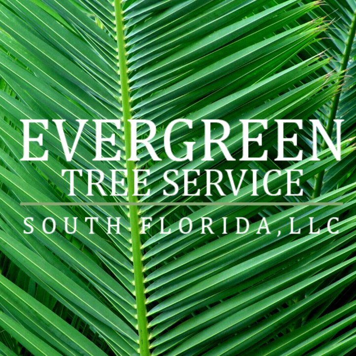 Evergreen Tree Service South Florida