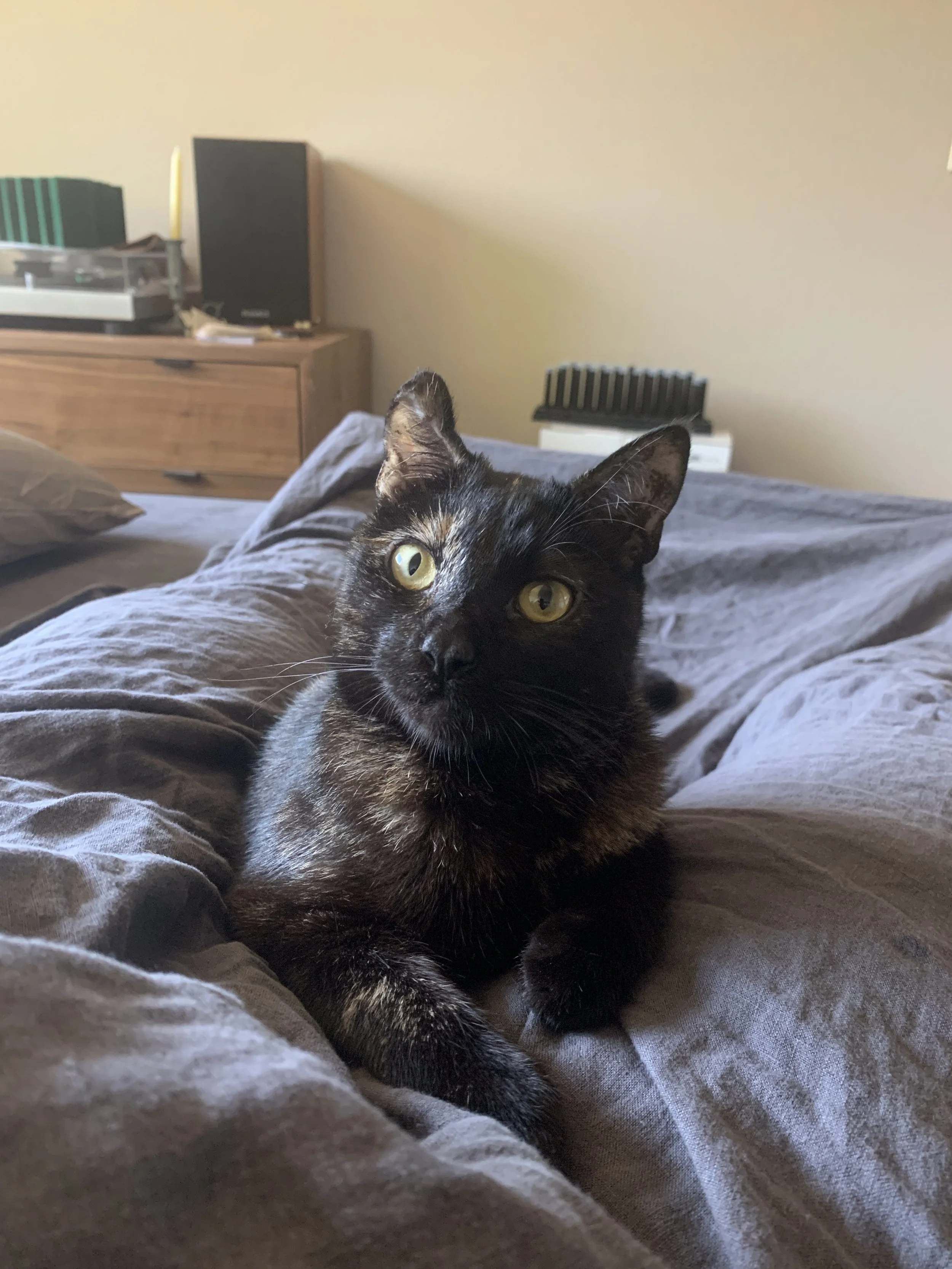 Nyx the cat relaxing on a bed