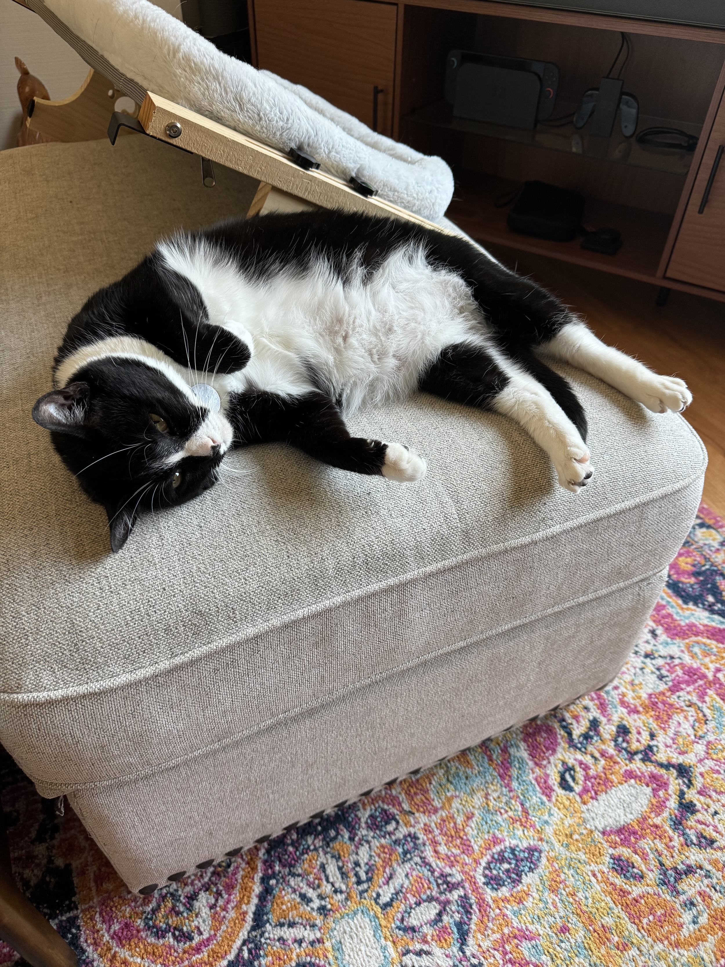 Hera the cat laying on the sofa
