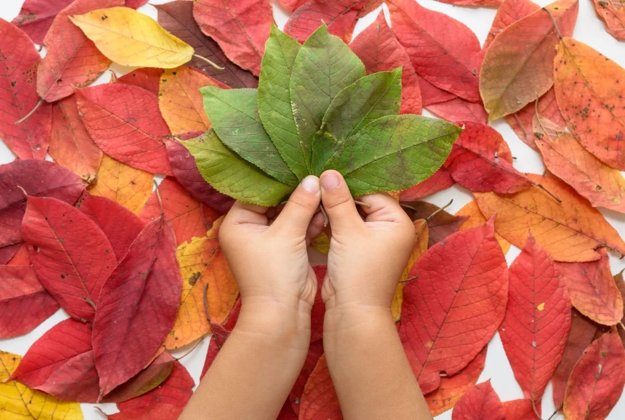 Preschool Earth Day Activities That Spark Kindergarten Readiness Skills